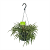 Rhipsalis Baccifera - In Hangpot - P17 H40 - Kamerplant -Tuin & Buiten Korting Winkel rhipsalis baccifera in hangpot p17 h40 1