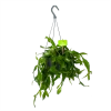 Rhipsalis Elliptica - In Hangpot - P17 H40 - Kamerplant -Tuin & Buiten Korting Winkel rhipsalis elliptica in hangpot p17 h40 1