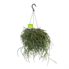 Rhipsalis Pilocarpa - In Hangpot - P17 H40 - Kamerplant 1 Rhipsalis Pilocarpa - In Hangpot - P17 H40 - Kamerplant -Tuin & Buiten Korting Winkel rhipsalis pilocarpa in hangpot p17 h40 1
