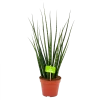 Sansevieria Fernwoord Mikado - Vrouwentong - P14 H55 - Kamerplant -Tuin & Buiten Korting Winkel sansevieria fernwoord mikado vrouwentong p14 h55 4