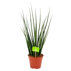 Sansevieria Fernwoord Mikado - Vrouwentong - P14 H55 - Kamerplant