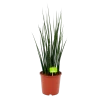 Sansevieria Fernwoord Mikado - Vrouwentong - P19 H75 - Kamerplant -Tuin & Buiten Korting Winkel sansevieria fernwoord mikado vrouwentong p19 h75 1 2
