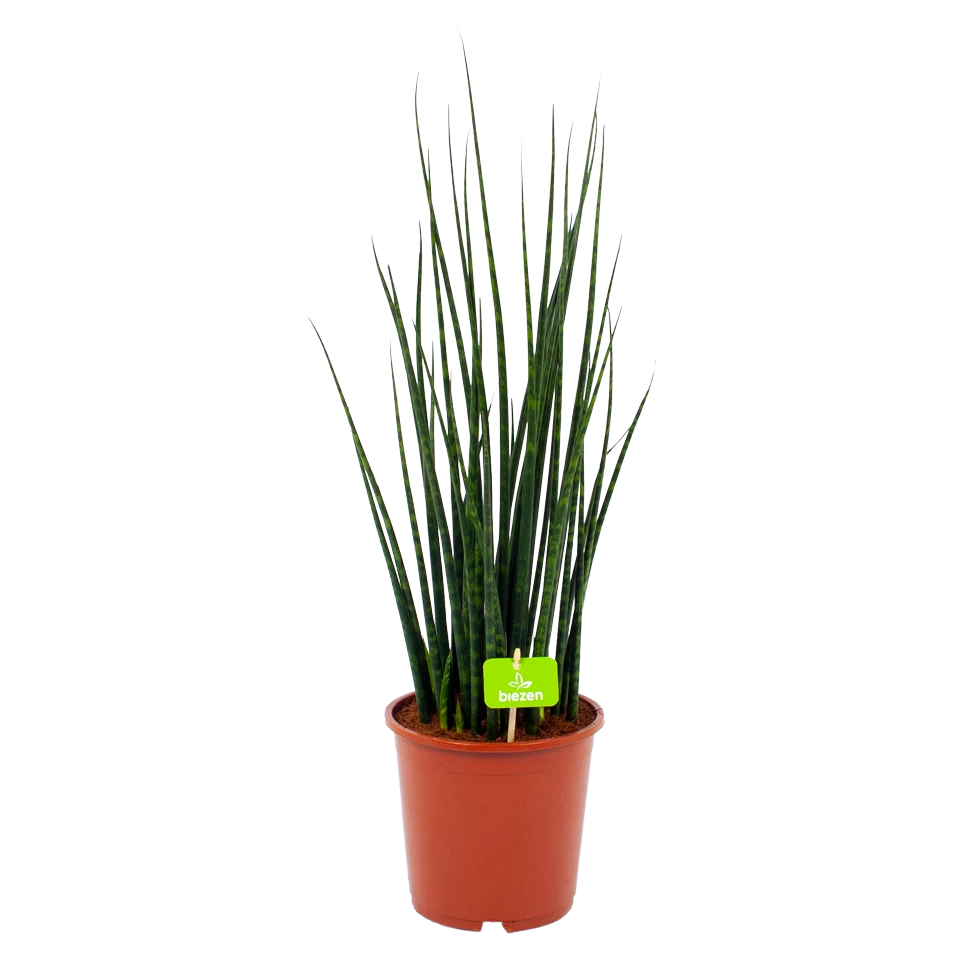 Sansevieria Fernwoord Mikado - Vrouwentong - P19 H75 - Kamerplant 3 Sansevieria Fernwoord Mikado - Vrouwentong - P19 H75 - Kamerplant
