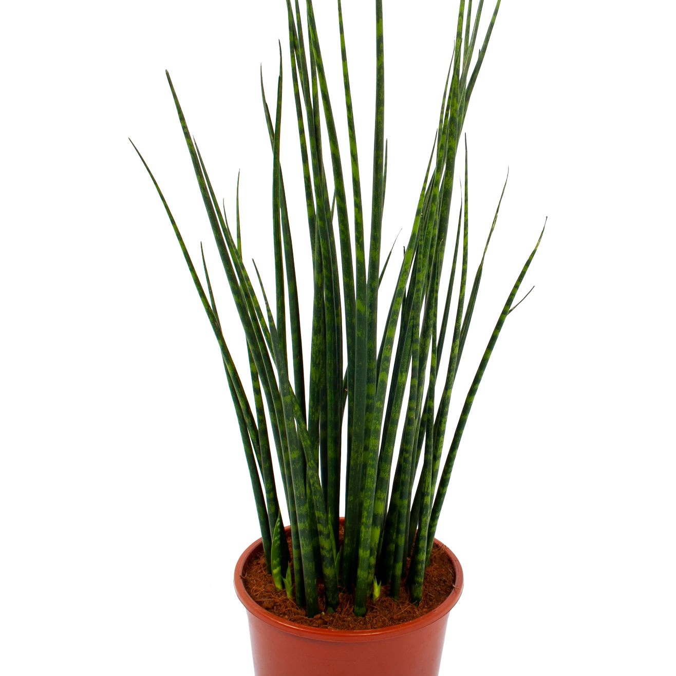 Sansevieria Fernwoord Mikado - Vrouwentong - P19 H75 - Kamerplant 4 Sansevieria Fernwoord Mikado - Vrouwentong - P19 H75 - Kamerplant - Afbeelding 2