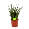 Sansevieria Fernwoord Punk - Vrouwentong - P14 H45 - Kamerplant