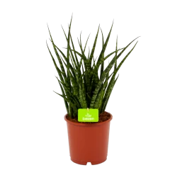 Sansevieria Fernwoord Punk - Vrouwentong - P14 H45 - Kamerplant