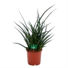 Sansevieria Fernwoord Punk - Vrouwentong - P17 H60 - Kamerplant