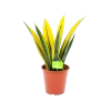 Sansevieria Gold Flame - Vrouwentong - P17 H50 - Kamerplant