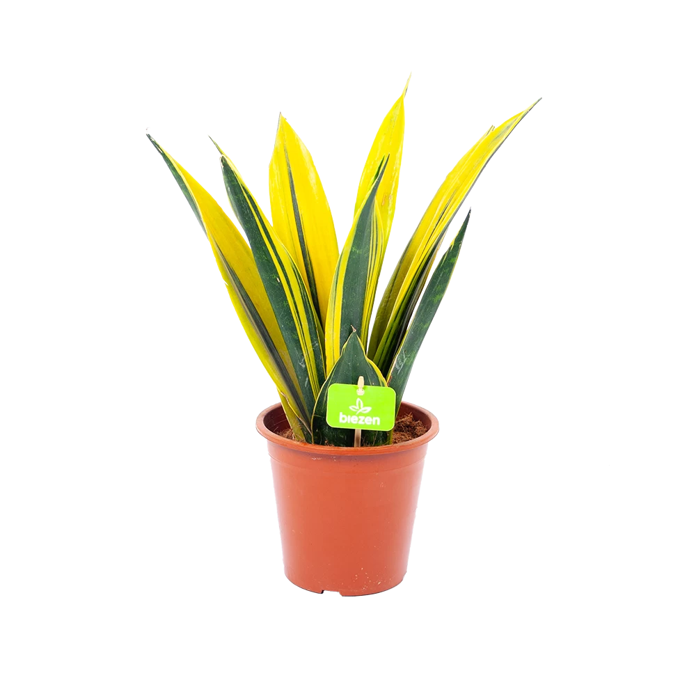 Sansevieria Gold Flame - Vrouwentong - P17 H50 - Kamerplant 3 Sansevieria Gold Flame - Vrouwentong - P17 H50 - Kamerplant