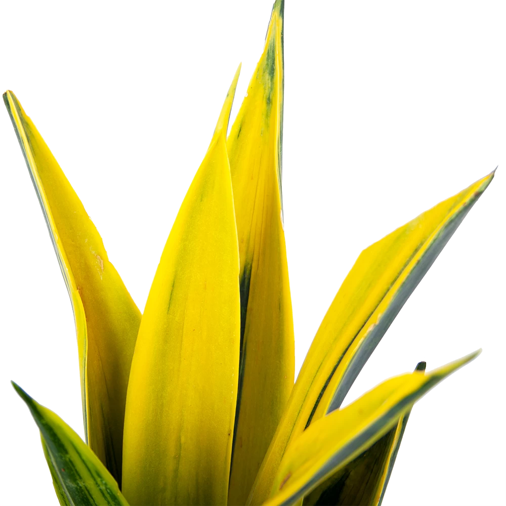 Sansevieria Gold Flame - Vrouwentong - P17 H50 - Kamerplant 4 Sansevieria Gold Flame - Vrouwentong - P17 H50 - Kamerplant - Afbeelding 2
