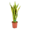 Sansevieria Laurentii - Vrouwentong - P21 H80 - Kamerplant -Tuin & Buiten Korting Winkel sansevieria laurentii vrouwentong p21 h80 kamerplant 1