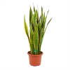 Sansevieria Laurentii - Vrouwentong - P30 H110 - Kamerplant
