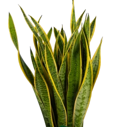 Sansevieria Laurentii - Vrouwentong - P30 H110 - Kamerplant -Tuin & Buiten Korting Winkel sansevieria laurentii vrouwentong p30 h110 kamerplant 3