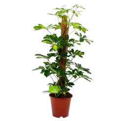 Schefflera Arboricola Gold Capella Mosstok - Vingerboom - P19 H75 - Kamerplant