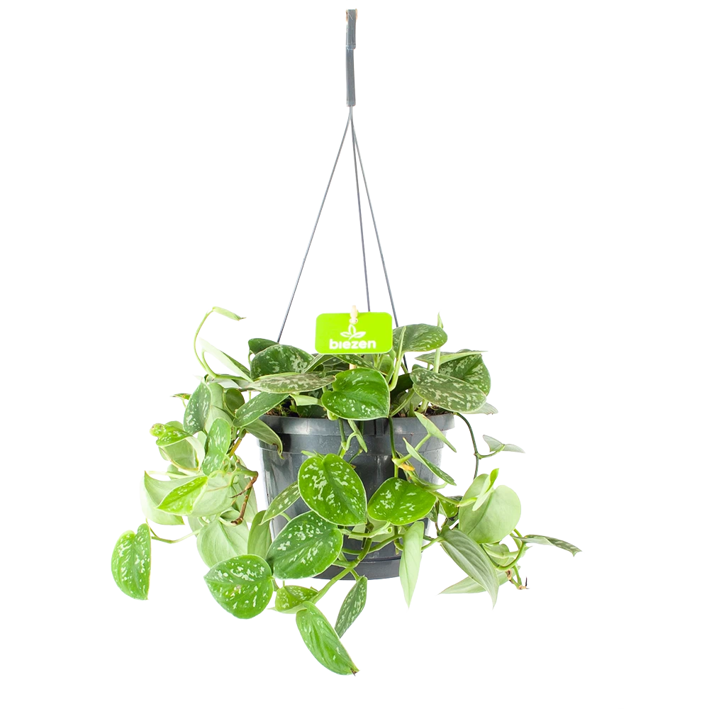 Scindapsus Pictus Argyraeus - Epipremnum - In Hangpot - P17 H40 - Kamerplant 3 Scindapsus Pictus Argyraeus - Epipremnum - In Hangpot - P17 H40 - Kamerplant