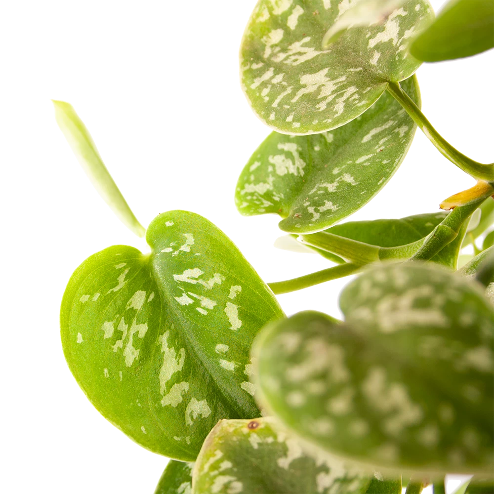 Scindapsus Pictus Argyraeus - Epipremnum - In Hangpot - P17 H40 - Kamerplant 4 Scindapsus Pictus Argyraeus - Epipremnum - In Hangpot - P17 H40 - Kamerplant - Afbeelding 2