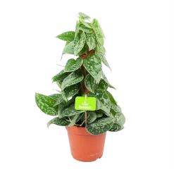 Scindapsus Pictus Silvery Ann Op Mosstok - Epipremnum - P15 H60 - Kamerplant
