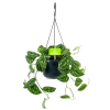 Scindapsus Pictus Trebie - Epipremnum - In Hangpot - P15 H20 - Kamerplant -Tuin & Buiten Korting Winkel scindapsus pictus trebie epipremnum in hangpot p15 1 1