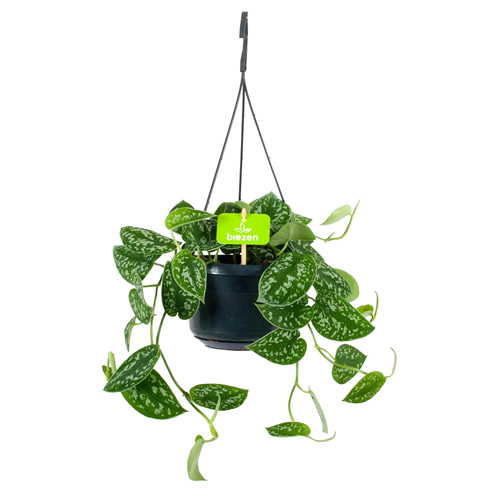 Scindapsus Pictus Trebie - Epipremnum - In Hangpot - P15 H20 - Kamerplant 3 Scindapsus Pictus Trebie - Epipremnum - In Hangpot - P15 H20 - Kamerplant
