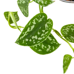 Scindapsus Pictus Trebie - Epipremnum - In Hangpot - P15 H20 - Kamerplant 8 Scindapsus Pictus Trebie - Epipremnum - In Hangpot - P15 H20 - Kamerplant -Tuin & Buiten Korting Winkel scindapsus pictus trebie epipremnum in hangpot p15 6 1