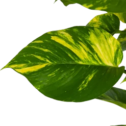 Voorkant -Tuin & Buiten Korting Winkel scindapsus pinnatum aureum op mosstok epipremnum p27 h150 3