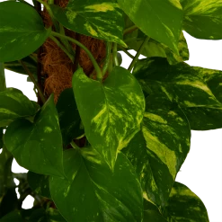 Scindapsus Pinnatum Aureum Op Mosstok - Epipremnum - P27 H150 - Kamerplant -Tuin & Buiten Korting Winkel scindapsus pinnatum aureum op mosstok epipremnum p27 h150 4