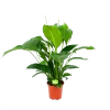 Spathiphyllum Wallisii - Lepelplant - P19 H80 Wit - Kamerplant
