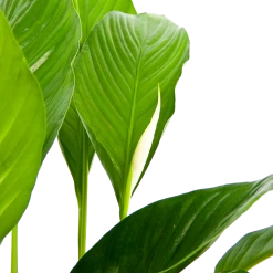 Spathiphyllum Wallisii - Lepelplant - P19 H80 Wit - Kamerplant -Tuin & Buiten Korting Winkel spathiphyllum wallisii lepelplant p19 h80 wit 6