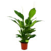 Spathiphyllum Wallisii - Lepelplant - P24 H120 Wit - Kamerplant -Tuin & Buiten Korting Winkel spathiphyllum wallisii lepelplant p24 h120 wit 4