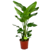 Strelitzia Nicolai - Paradijsvogelpant - P24 H100 - Kamerplant -Tuin & Buiten Korting Winkel strelitzia nicolai paradijsvogelpant p24 h100 1 3