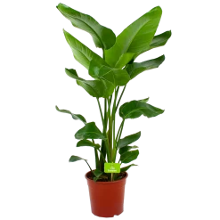 Strelitzia Nicolai - Paradijsvogelpant - P24 H100 - Kamerplant