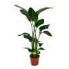 Strelitzia Nicolai - Paradijsvogelpant - P27 H180 - Kamerplant -Tuin & Buiten Korting Winkel strelitzia nicolai paradijsvogelpant p27 h180 1 1 1