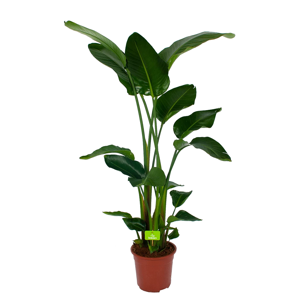 Strelitzia Nicolai - Paradijsvogelpant - P27 H180 - Kamerplant 3 Strelitzia Nicolai - Paradijsvogelpant - P27 H180 - Kamerplant