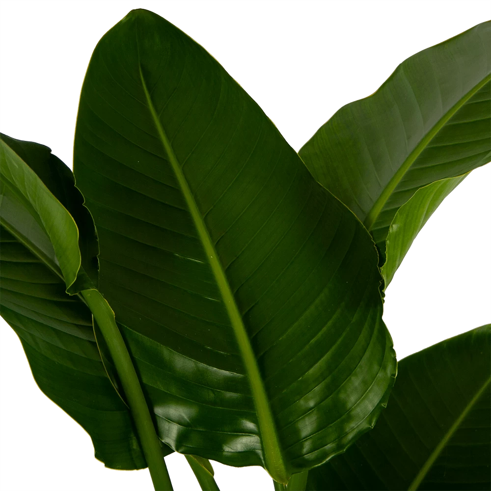 Strelitzia Nicolai - Paradijsvogelpant - P27 H180 - Kamerplant 5 Strelitzia Nicolai - Paradijsvogelpant - P27 H180 - Kamerplant - Afbeelding 3