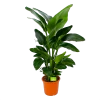 Strelitzia Nicolai - Paradijsvogelpant - P28 H130 - Kamerplant -Tuin & Buiten Korting Winkel strelitzia nicolai paradijsvogelpant p28 h130 1