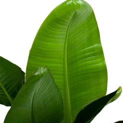 Strelitzia Nicolai - Paradijsvogelpant - P28 H130 - Kamerplant -Tuin & Buiten Korting Winkel strelitzia nicolai paradijsvogelpant p28 h130 6