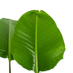 Strelitzia Nicolai - Paradijsvogelpant - P30 H130 - Kamerplant -Tuin & Buiten Korting Winkel strelitzia nicolai paradijsvogelpant p30 h130 5