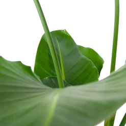 Strelitzia Nicolai - Paradijsvogelpant - P30 H130 - Kamerplant -Tuin & Buiten Korting Winkel strelitzia nicolai paradijsvogelpant p30 h130 6