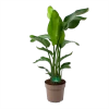 Strelitzia Nicolai - Paradijsvogelpant - P30 H130 - Kamerplant