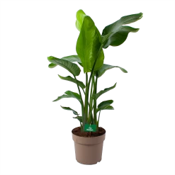 Strelitzia Nicolai - Paradijsvogelpant - P30 H130 - Kamerplant