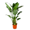 Strelitzia Nicolai - Paradijsvogelpant - P32 H170 - Kamerplant