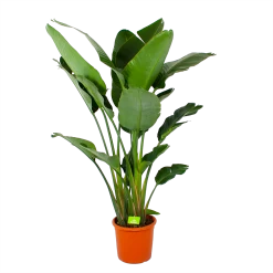 Strelitzia Nicolai - Paradijsvogelpant - P32 H170 - Kamerplant