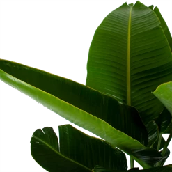 Strelitzia Nicolai - Paradijsvogelpant - P32 H170 - Kamerplant -Tuin & Buiten Korting Winkel strelitzia nicolai paradijsvogelpant p32 h170 6