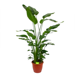 Strelitzia Nicolai - Paradijsvogelpant - P36 H170 - Kamerplant