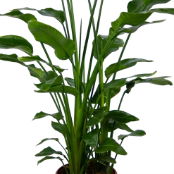 Strelitzia Nicolai - Paradijsvogelpant - P36 H170 - Kamerplant -Tuin & Buiten Korting Winkel strelitzia nicolai paradijsvogelpant p36 h170 kamerplant 4 1