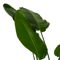 Strelitzia Nicolai - Paradijsvogelpant - P36 H170 - Kamerplant -Tuin & Buiten Korting Winkel strelitzia nicolai paradijsvogelpant p36 h170 kamerplant 6