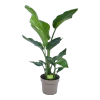 Strelitzia Nicolai - Paradijsvogelplant - P17 H60 - Kamerplant -Tuin & Buiten Korting Winkel strelitzia nicolai paradijsvogelplant p17 h60 1