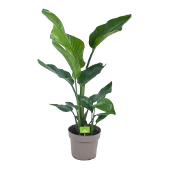 Strelitzia Nicolai - Paradijsvogelplant - P17 H60 - Kamerplant