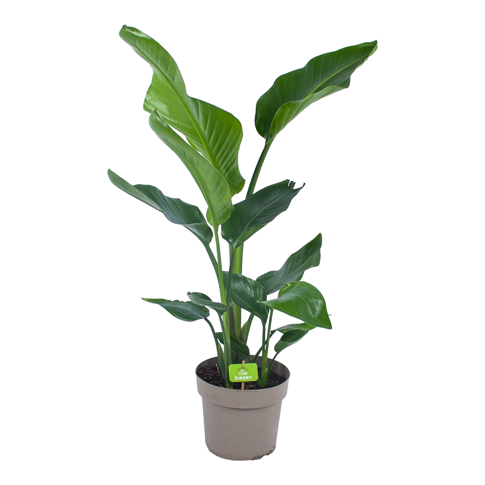 Strelitzia Nicolai - Paradijsvogelplant - P17 H60 - Kamerplant 3 Strelitzia Nicolai - Paradijsvogelplant - P17 H60 - Kamerplant