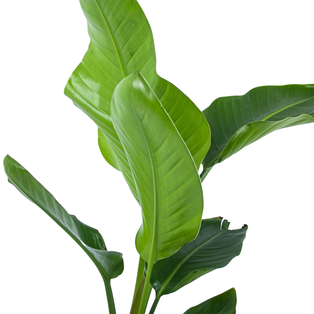 Strelitzia Nicolai - Paradijsvogelplant - P17 H60 - Kamerplant 4 Strelitzia Nicolai - Paradijsvogelplant - P17 H60 - Kamerplant - Afbeelding 2